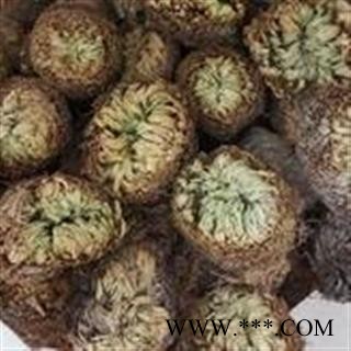 诺源药材行中药材正品优质卷柏 九死还魂草图2