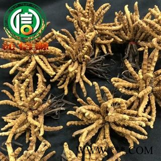 【满包邮】干虫草3500条 平均0.28~0.3克每条 散装产地直供冬虫夏草沁信源中药批发图4