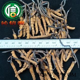 【满包邮】干虫草3500条 平均0.28~0.3克每条 散装产地直供冬虫夏草沁信源中药批发图2