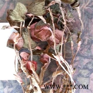 世元药业 金线莲 正品 花叶开唇兰 金线风 金线兰 精品图2