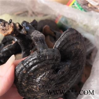 新辉药业灵芝 紫灵芝  吉林野生长腿紫灵芝图3
