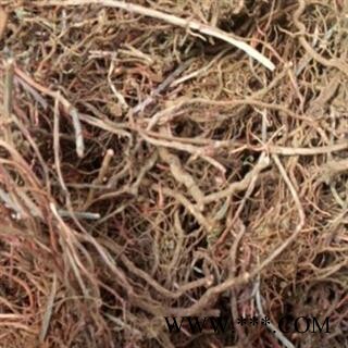 野生茜草 精选新品促销 产地 河南省图2