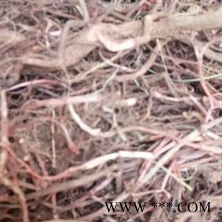 野生茜草 精选新品促销 产地 河南省图3