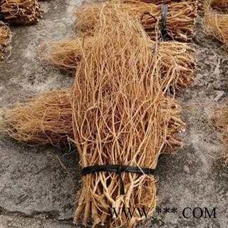 诺源药材行正品野生无硫岩参 石参根    药膳煲汤料图2