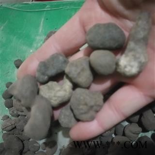 安祁名药云药雷丸  雷实 竹林子 木连子图2