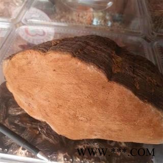 安祁名药优质桑黄  原生态实物图2