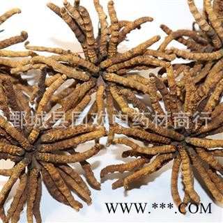 【藏虫草精选3000条冬虫夏草】@【同欢药材】中药材批发供应  规格齐全 量大从优  产地 西藏自治区图2