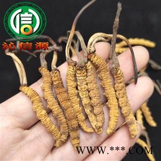 【满包邮】干虫草1800条 平均0.55~0.58克每条 散装产地直供冬虫夏草沁信源中药批发图2