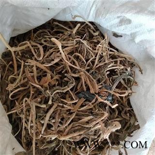 新辉药业菊苣草  卡斯尼 蓝菊 另有菊苣根图2