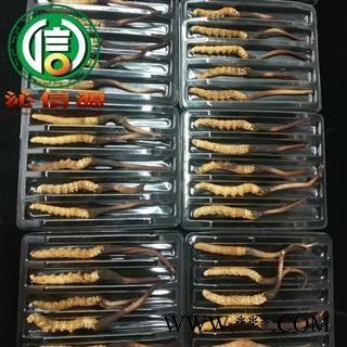 【满包邮】3月产新新鲜虫草本色货1.8~2.0克/根散装产地直供冬虫夏草沁信源中药批发图4