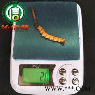 【满包邮】3月产新新鲜虫草本色货1.8~2.0克/根散装产地直供冬虫夏草沁信源中药批发图3