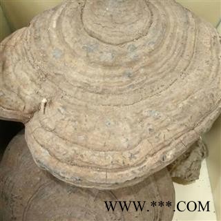 新辉药业平盖灵芝 树舌灵芝 扁木灵芝 皂菌耳 青芝图2