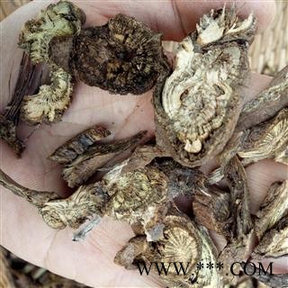 野生禹漏芦 选片 产地 河南省平顶山市汝州市图4