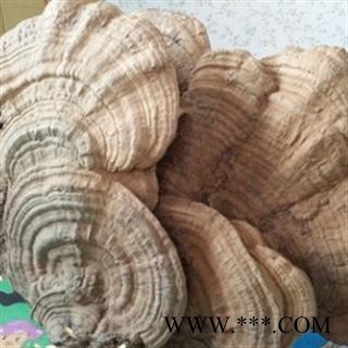 安祁名药树舌灵芝  平盖灵芝图2