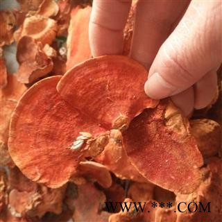 安祁名药野生灵芝 牛樟芝 牛樟菇 樟菇 正品原生态图2