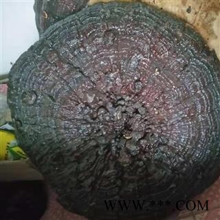 安祁名药灵芝 精品灵芝摆件 盆景图2