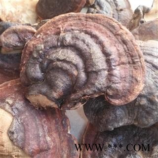 安祁名药野生灵芝 平盖灵芝  海南灵芝图2