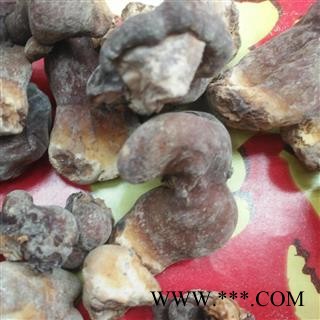 安祁名药优质灵芝芽图2