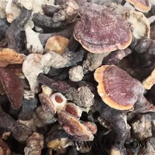 安祁名药湖北野生灵芝  神农架灵芝图2