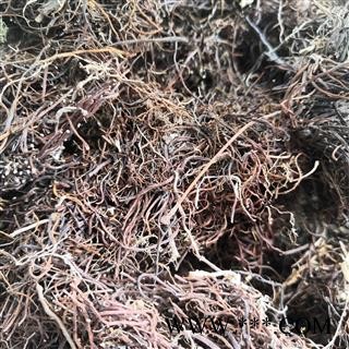 诺源药材行中药材正品冷背中药材福寿草 献岁菊图1