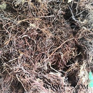 诺源药材行中药材正品冷背中药材福寿草 献岁菊图3