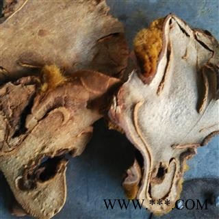 狗脊 生狗脊 大片 产地 广西壮族自治区图2