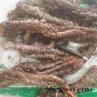 新辉药业东北凤尾七  凤尾草  小丛红景七图2