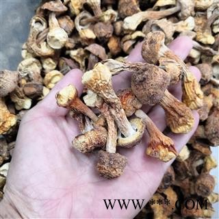 新辉药业优质   松茸姬松茸图4