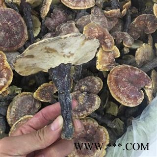 新辉药业灵芝   金边灵芝图2