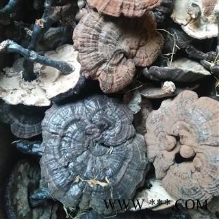 新辉药业中药材灵芝  野生灵芝图2