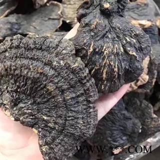 安祁名药正品野生灵芝 薄树芝图1