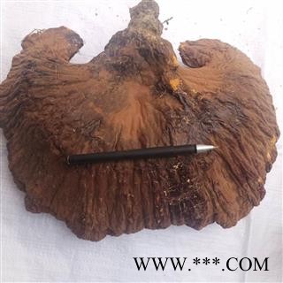 安祁名药灵芝   野生灵芝  优质大选图2