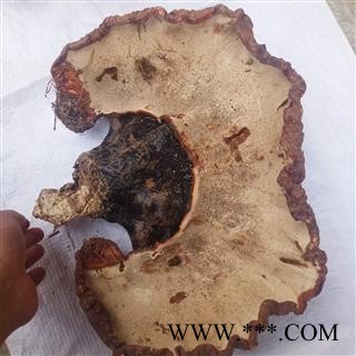 安祁名药灵芝   野生灵芝  优质大选图3