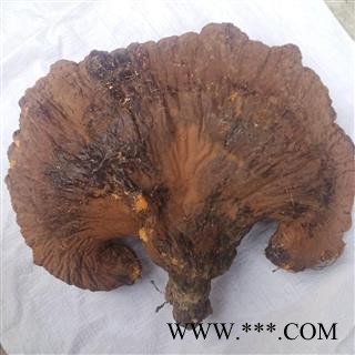 安祁名药灵芝   野生灵芝  优质大选图4