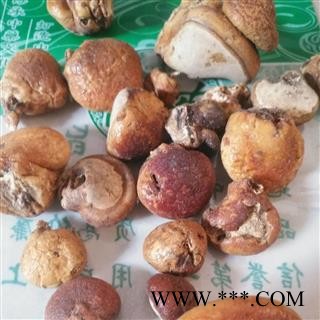 安祁名药野生徽琼灵芝 徽琼果图2