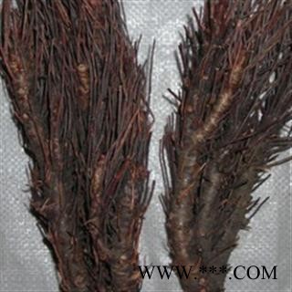 新辉药业正品凤尾草 凤尾七图2