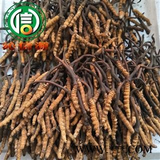 【满包邮】3月产新新鲜虫草本色货2.0~2.2克/根散装产地直供冬虫夏草沁信源中药批发图4