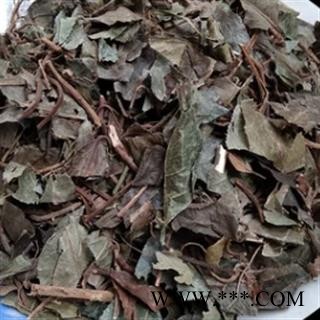 新辉药业矮地茶  平地木   不出林图2