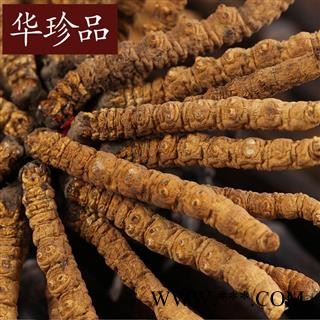 冬虫夏草 冬虫夏草5000条 选 产地 西藏自治区图2