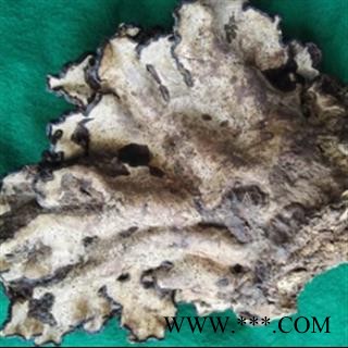 新辉药业正品野生灵芝 薄树芝图2