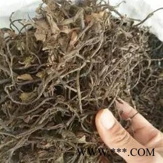 新辉药业正品石蝉草  火伤叶  胡椒草图2