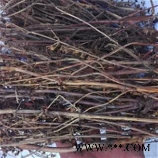 新辉药业中药材藏茵陈图2