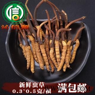 【满包邮】3月产新新鲜虫草本色货0.3~0.5克/根散装产地直供冬虫夏草沁信源中药批发图1