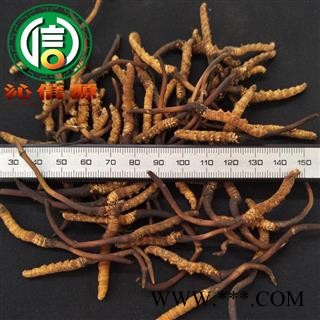 【满包邮】3月产新新鲜虫草本色货0.3~0.5克/根散装产地直供冬虫夏草沁信源中药批发图4