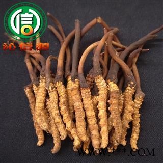 【满包邮】3月产新新鲜虫草本色货0.3~0.5克/根散装产地直供冬虫夏草沁信源中药批发图3