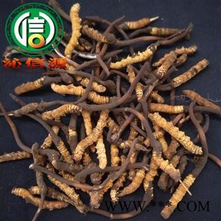【满包邮】3月产新新鲜虫草本色货断草散装产地直供冬虫夏草断节草沁信源中药批发图4