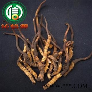 【满包邮】3月产新新鲜虫草本色货断草散装产地直供冬虫夏草断节草沁信源中药批发图2