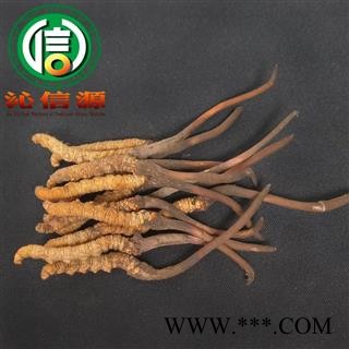 【满包邮】3月产新新鲜虫草本色货0.5~0.7克/根散装产地直供冬虫夏草沁信源中药批发图2