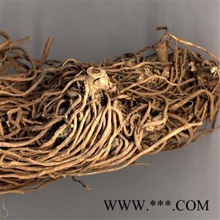 白薇 龙胆白薇 产地 辽宁省图3