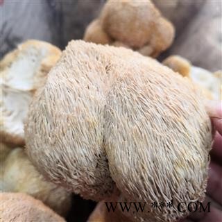 新辉药业优质香菇 野生猴头菇 猴头菌图2